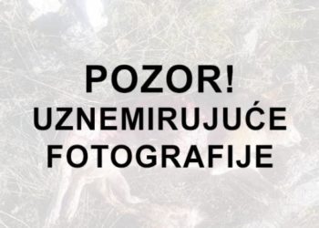 Grude: Vuk zaklao psa ispred obiteljske kuće