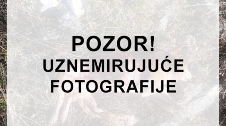 Grude: Vuk zaklao psa ispred obiteljske kuće