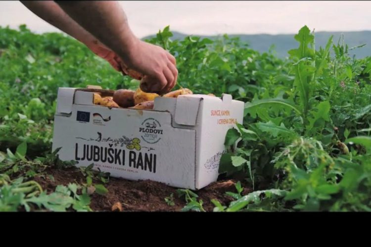 Snaga udruživanja: Pozitivna priča o ljubuškom krumpiru