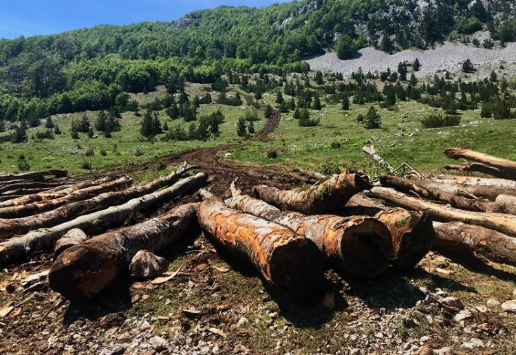 PRENJ I ČVRSNICA DEVASTIRANI: BRUTALNA SJEČA MUNIKE, DRVETA KOJE JE SVUGDJE ZAŠTIĆENO OSIM U NAS