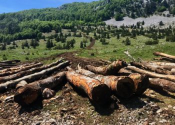 Prenj i Čvrsnica devastirani: Brutalna sječa munike, drveta koje je svugdje zaštićeno osim u nas