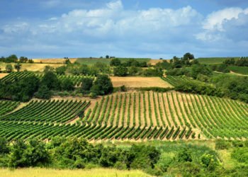 EU4Business – Javni poziv za podršku poljoprivrednim gospodarstvima