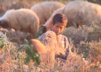 Dječak pripitomio vuka, sada zajedno čuvaju ovce