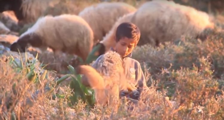 Dječak pripitomio vuka, sada zajedno čuvaju ovce