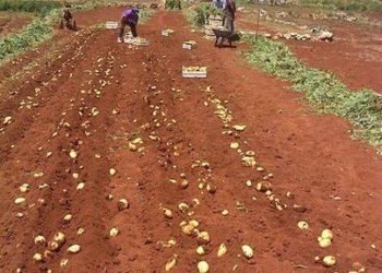 U Ljubuškom se gradi sabirno-distribucijski centar za poljoprivrednike u ŽZH