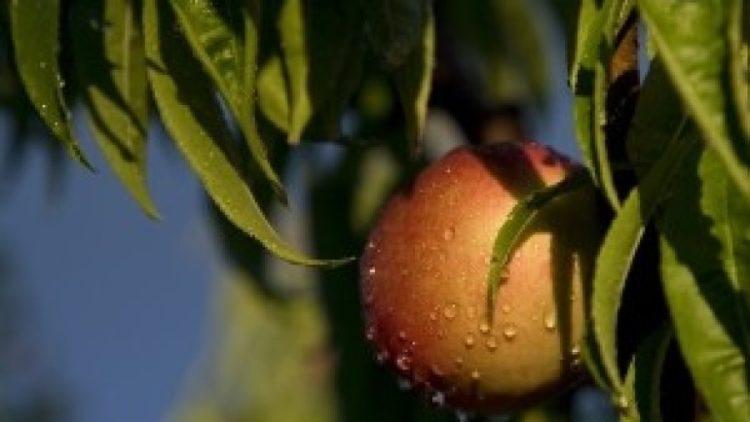 Zavod za poljoprivredu ZHŽ-a: Obavijest za voćare