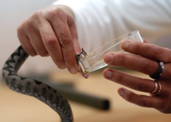 HBŽ: Seruma protiv zmijskog otrova ima u dovoljnim količinama