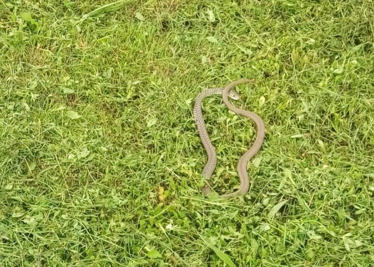 Zmije na Trnu izišle vani: Pretjerani strah je od nerazlikovanja otrovnica od neotrovnih