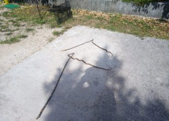 Zmije na Trnu izišle vani: Pretjerani strah je od nerazlikovanja otrovnica od neotrovnih