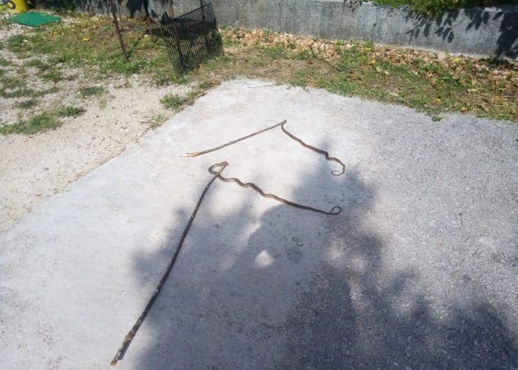 Zmije na Trnu izišle vani: Pretjerani strah je od nerazlikovanja otrovnica od neotrovnih