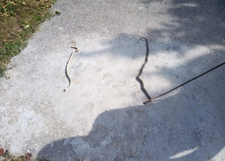 Zmije na Trnu izišle vani: Pretjerani strah je od nerazlikovanja otrovnica od neotrovnih