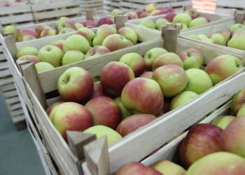 Jabuke iz Hercegovine našle put i do egzotičnih destinacija – Maldiva