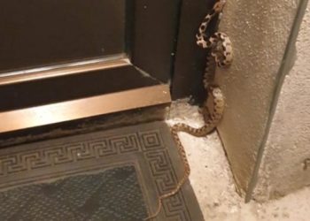 (FOTO) Gruđanina na kućnom pragu dočekalo dugačko i otrovno iznenađenje