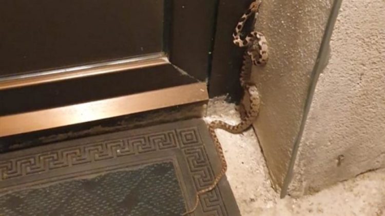 (FOTO) Gruđanina na kućnom pragu dočekalo dugačko i otrovno iznenađenje