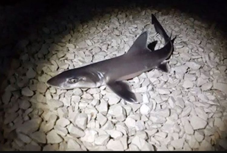 Sezonac iz Banja Luke ulovio morskog psa u Splitu