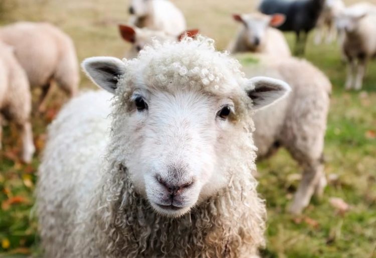 U HBŽ-u nema epidemije bruceloze