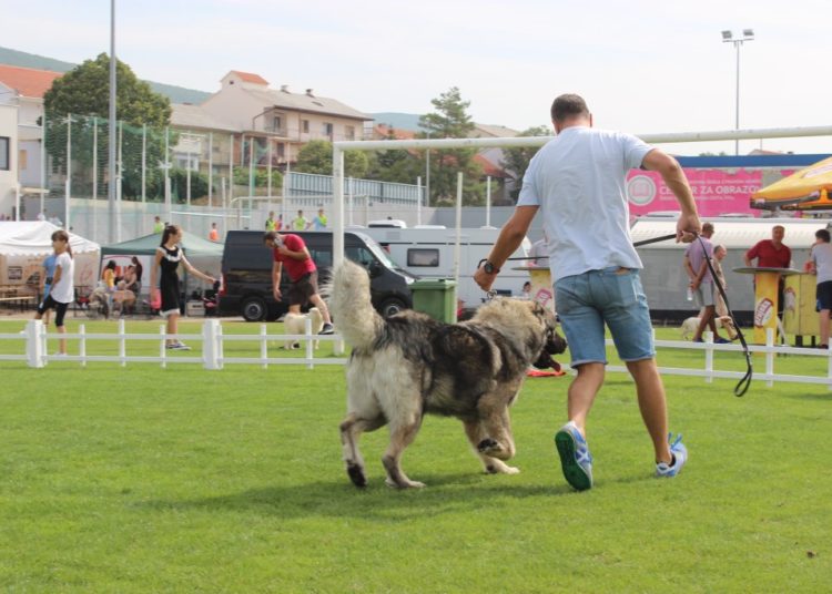 Posušje: Otvorena najveća izložba pasa u BiH!