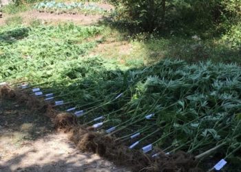U Posušju otkrivena plantaža trave: Uhićen dok je zalijevao biljke