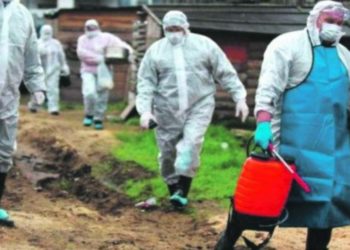 Afrička svinjska kuga na pragu BiH