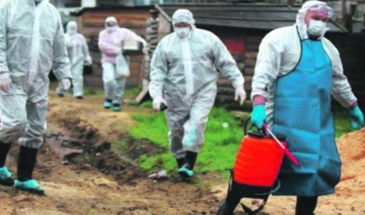 Afrička svinjska kuga na pragu BiH