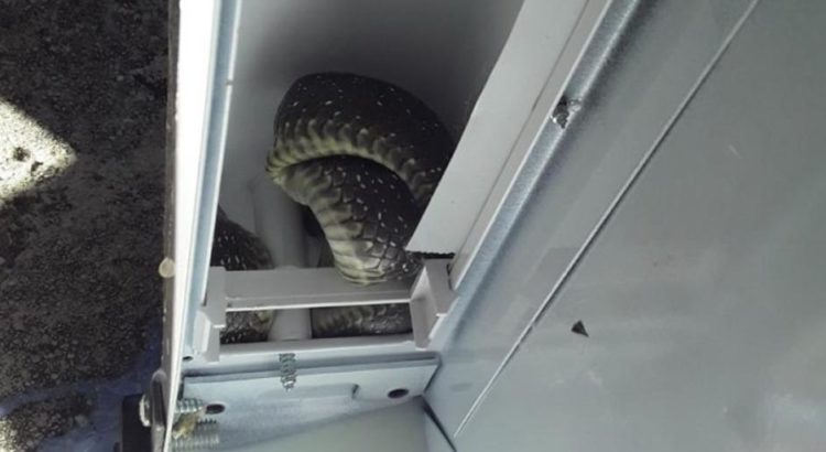 Drama u BiH: Pronašli zmiju u kući, uvukla se u hladnjak