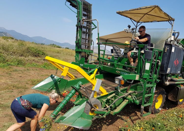 Rajčice iz Širokog Brijega: 1000 tona ide u Podravku