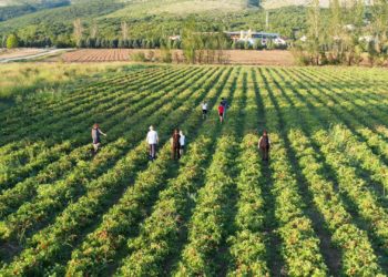 Rajčice iz Širokog Brijega: 1000 tona ide u Podravku
