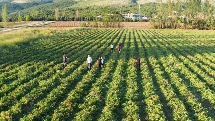 Rajčice iz Širokog Brijega: 1000 tona ide u Podravku