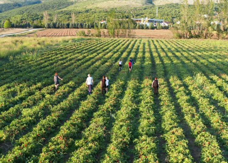 Rajčice iz Širokog Brijega: 1000 tona ide u Podravku
