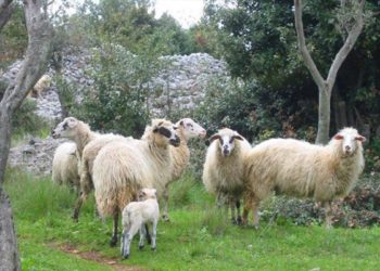 Mladi poljoprivrednik Šimun iz Radišića