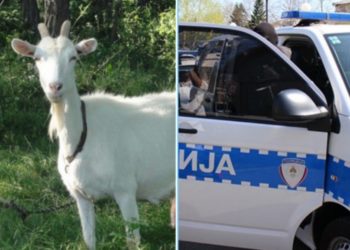Banjalučanin silovao pa zadavio kozu