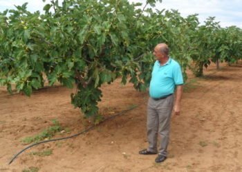Čapljinac je jedan od najvećih uzgajivača smokve u Hercegovini