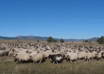 Na farmi bivšeg načelnika Kupresa supružnici Alibagić čuvajući ovce zarade 4.000 KM