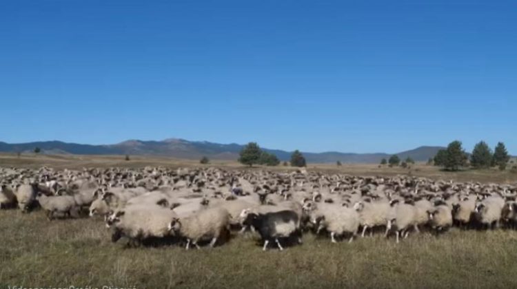 Na farmi bivšeg načelnika Kupresa supružnici Alibagić čuvajući ovce zarade 4.000 KM