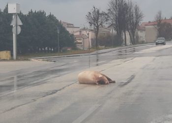 Posušje: Svinja završila na cesti
