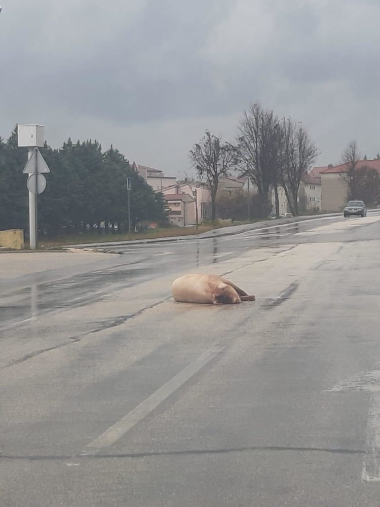 Posušje: Svinja završila na cesti