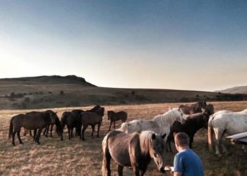 Livno: Posljednje veliko krdo divljih konja u Europi