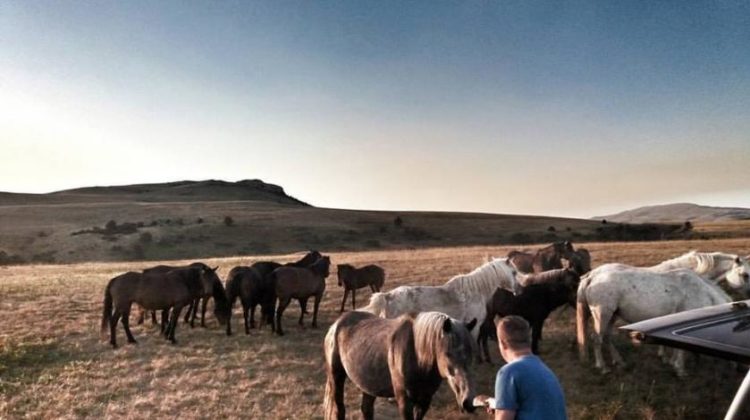 Livno: Posljednje veliko krdo divljih konja u Europi