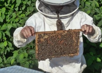 HNŽ: Poticaj u pčelarstvu u iznosu od 150 do 750 KM