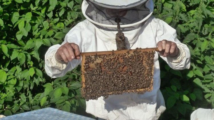 HNŽ: Poticaj u pčelarstvu u iznosu od 150 do 750 KM