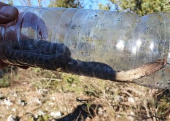 Djelatnici Elektroprivrede HZ HB u siječnju zatekli poskoke u Širokom Brijegu i Ljubuškom