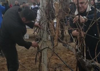 Buna: Manifestacijom ‘Vincekovo’ obilježit će se početak rezidbe vinove loze