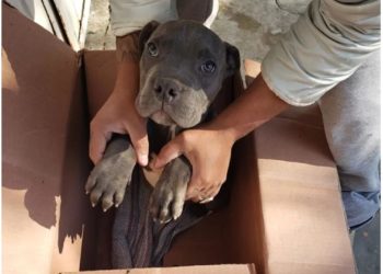 Dječak napisao tužno pismo te ostavio psa pred azilom kako bi ga spasio od oca