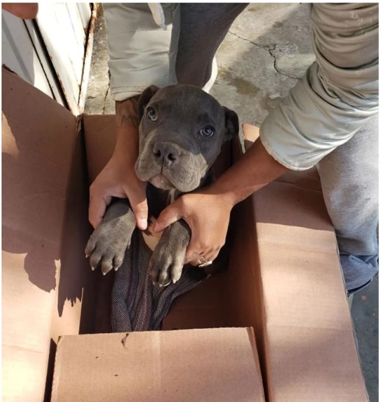 Dječak napisao tužno pismo te ostavio psa pred azilom kako bi ga spasio od oca