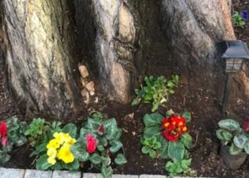 Akcija: “Mostar grad od 100.000 cvjetova”