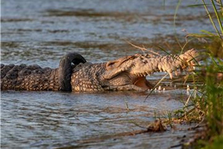 Otkazan poziv za skidanje gume s krokodila