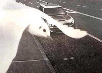 Ptica je čovjeku uštedjela stotine eura pa na internetu proglašena herojem