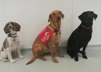 Psi u službi otkrivanja covida-19?