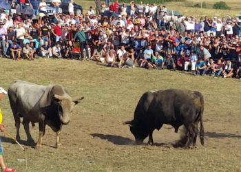 Spektakularna borba bikova u Posušju