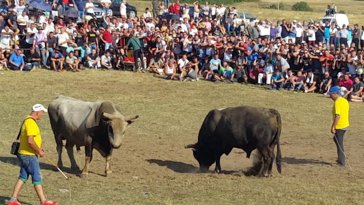 Spektakularna borba bikova u Posušju